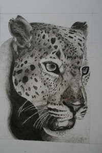 Ballpoint pen drawing of a leopard